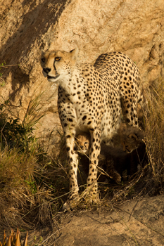 cheetah